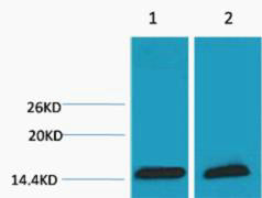 Histone H3 (Tri Methyl-Lys18) Colorimetric Cell-Based ELISA Kit