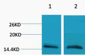 Histone H3 (Mono Methyl Arg26) Colorimetric Cell-Based ELISA Kit