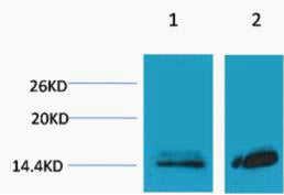 Histone H3 (Mono Methyl-Lys27) Colorimetric Cell-Based ELISA Kit