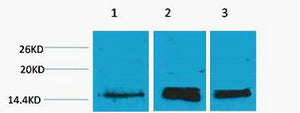 Histone H3 (Mono Methyl-Lys36) Colorimetric Cell-Based ELISA Kit