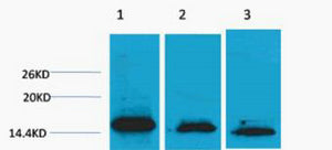 Histone H3 (Di Methyl-Lys36) Colorimetric Cell-Based ELISA Kit