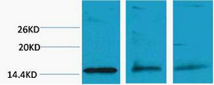 Histone H3 (Di Methyl-Lys79) Colorimetric Cell-Based ELISA Kit