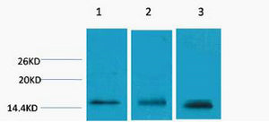 Histone H3 (Tri Methyl-Lys79) Colorimetric Cell-Based ELISA Kit