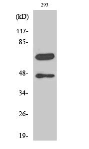 Cleaved-Caspase-8 (D384) Colorimetric Cell-Based ELISA Kit