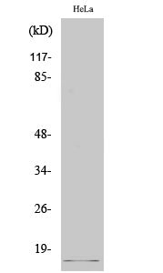 Cleaved-SUMO-2/3 (G93) Colorimetric Cell-Based ELISA Kit