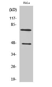 Cleaved-C1s HC (R437) Colorimetric Cell-Based ELISA Kit