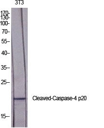 Cleaved-Caspase-4 p20 (Q81) Colorimetric Cell-Based ELISA Kit