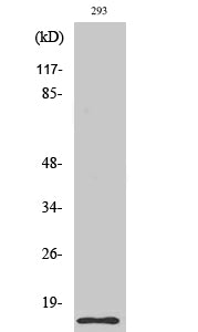Cleaved-Caspase-7 (S199) Colorimetric Cell-Based ELISA Kit