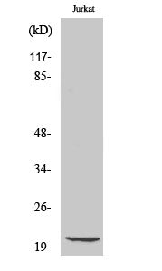 Cleaved-Caspase-7 p20 (D198) Colorimetric Cell-Based ELISA Kit