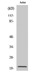Cleaved-Caspase-7 p20 (D198) Colorimetric Cell-Based ELISA Kit