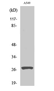 Cleaved-Cathepsin D HC (L169) Colorimetric Cell-Based ELISA Kit