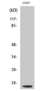 Cleaved-Cathepsin D LC (G65) Colorimetric Cell-Based ELISA Kit