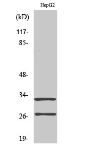 Cleaved-Cathepsin G (I21) Colorimetric Cell-Based ELISA Kit