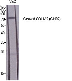 Cleaved-COL1A2 (G1102) Colorimetric Cell-Based ELISA Kit