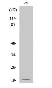 Cleaved-Ephrin-A2 (N188) Colorimetric Cell-Based ELISA Kit