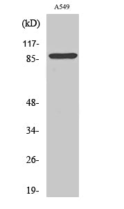 Cleaved-Integrin alphaV HC (K889) Colorimetric Cell-Based ELISA Kit