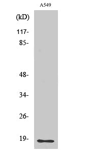 Cleaved-MMP-1 22k (F100) Colorimetric Cell-Based ELISA Kit