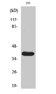 Cleaved-MMP-23 (Y79) Colorimetric Cell-Based ELISA Kit
