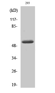 Cleaved-MMP-14 (Y112) Colorimetric Cell-Based ELISA Kit