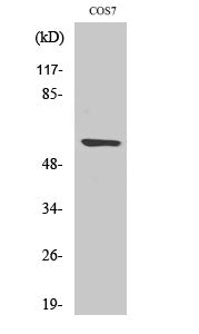 Cleaved-MMP-15 (Y132) Colorimetric Cell-Based ELISA Kit