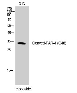 Cleaved-PAR-4 (G48) Colorimetric Cell-Based ELISA Kit