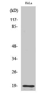 Cleaved-Thrombin APII (R327) Colorimetric Cell-Based ELISA Kit