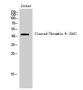 Cleaved-Thrombin R (S42) Colorimetric Cell-Based ELISA Kit
