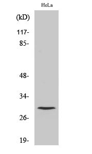 Cleaved-Cathepsin L1 HC (T288) Colorimetric Cell-Based ELISA Kit