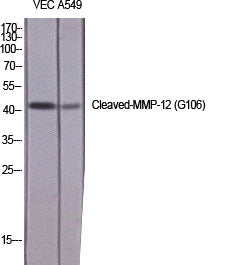 Cleaved-MMP-12 (G106) Colorimetric Cell-Based ELISA Kit