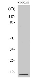 Cleaved-Caspase-3 p17 (D175) Colorimetric Cell-Based ELISA Kit