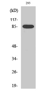 Cleaved-MPO 89k (A49) Colorimetric Cell-Based ELISA Kit