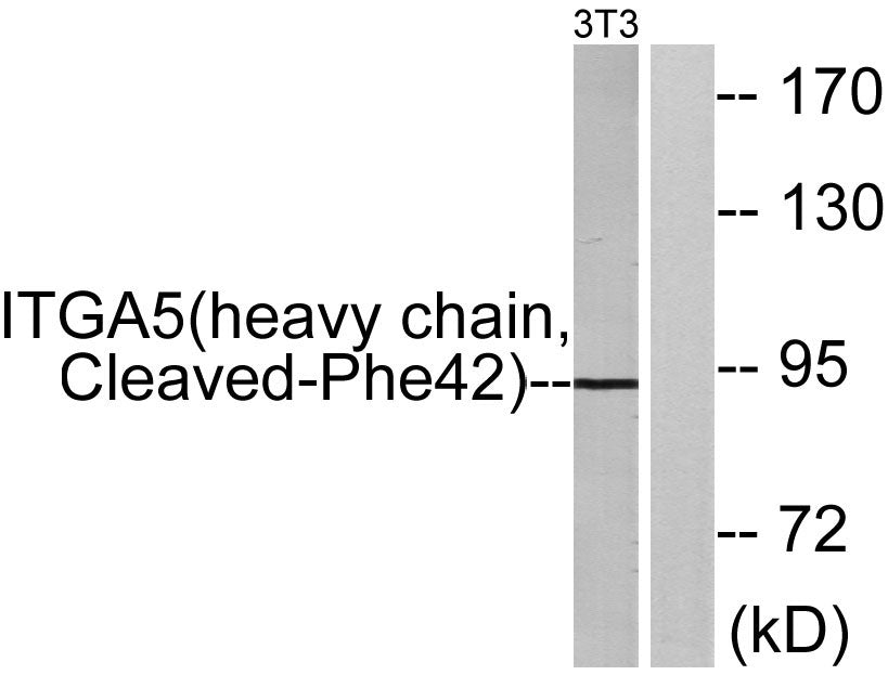 Cleaved-Integrin alpha5 HC (F42) Colorimetric Cell-Based ELISA Kit