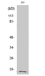 Cleaved-Integrin alpha5 LC (E895) Colorimetric Cell-Based ELISA Kit