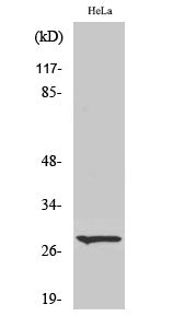 Cleaved-Integrin alpha6 LC (E942) Colorimetric Cell-Based ELISA Kit