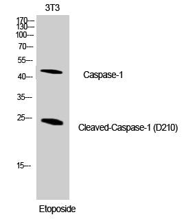 Cleaved-Caspase-1 (D210) Colorimetric Cell-Based ELISA Kit