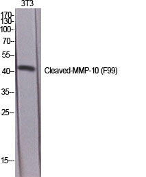 Cleaved-MMP-10 (F99) Colorimetric Cell-Based ELISA Kit