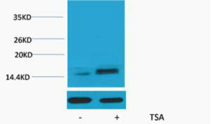 Histone H2A.Z (Acetyl-Lys7) Colorimetric Cell-Based ELISA Kit
