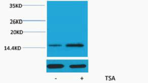 Histone H2A (Acetyl-Lys15) Colorimetric Cell-Based ELISA Kit