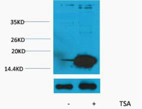 Histone H3 (Acetyl-Lys9) Colorimetric Cell-Based ELISA Kit