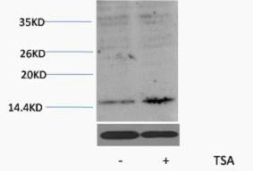 Histone H3 (Acetyl-Lys27) Colorimetric Cell-Based ELISA Kit