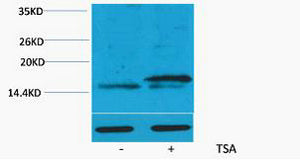 Histone H3 (Acetyl-Lys36) Colorimetric Cell-Based ELISA Kit