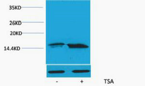 Histone H3 (Acetyl-Lys56) Colorimetric Cell-Based ELISA Kit