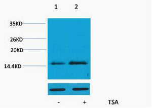 Histone H4 (Acetyl-Lys16) Colorimetric Cell-Based ELISA Kit