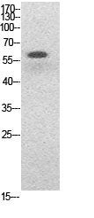 NFκB-p65 (Acetyl-Lys314/Lys315) Colorimetric Cell-Based ELISA Kit