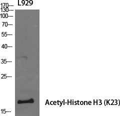 Histone H3 (Acetyl-Lys23) Colorimetric Cell-Based ELISA Kit