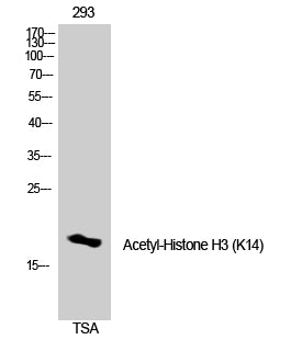 Histone H3 (Acetyl-Lys14) Colorimetric Cell-Based ELISA Kit