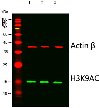 Histone H3 (Acetyl-Lys9) Colorimetric Cell-Based ELISA Kit