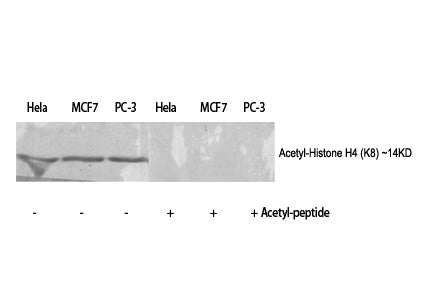 Histone H4 (Acetyl-Lys8) Colorimetric Cell-Based ELISA Kit