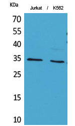 Ref-1 (Acetyl-Lys7) Colorimetric Cell-Based ELISA Kit
