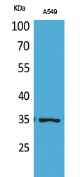 Ref-1 (Acetyl-Lys6) Colorimetric Cell-Based ELISA Kit